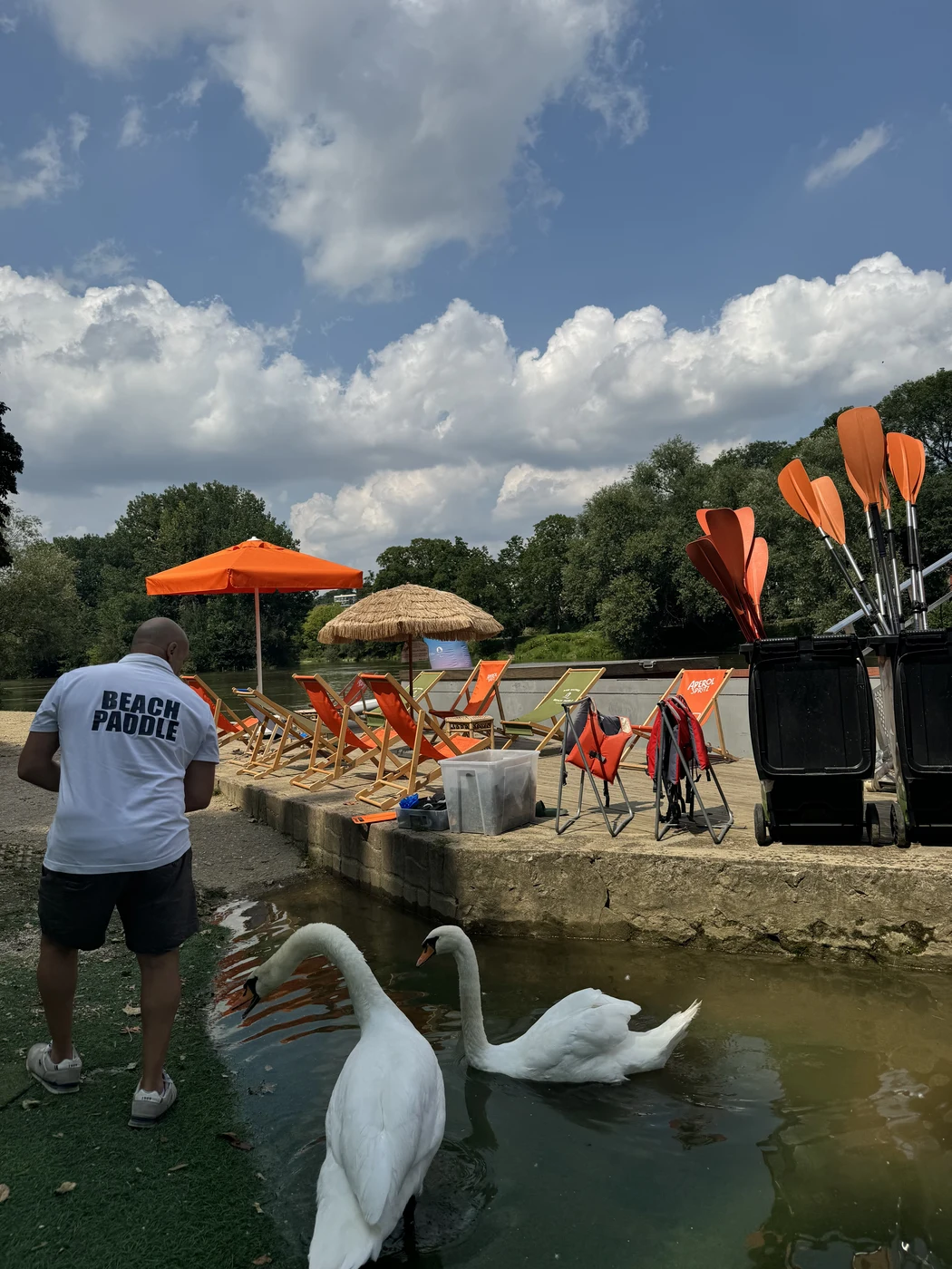 Cygnes blancs sur la Marne devant la base Beach Paddle